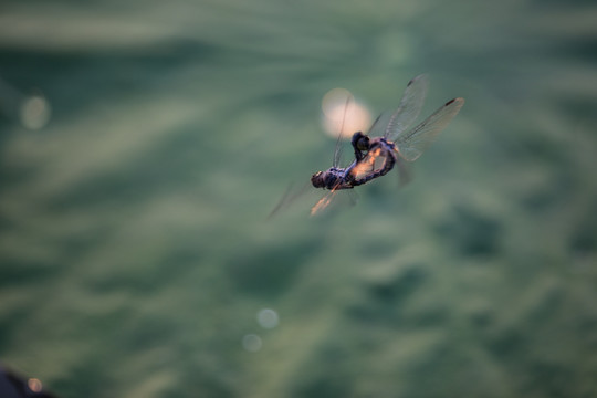 交配的蜻蜓 飞舞