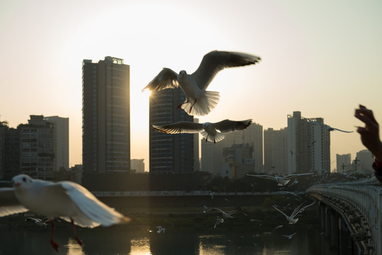 城市背景红嘴鸥