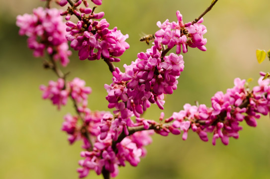 成串的紫荆花