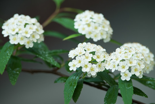 白色麻叶绣线菊花朵