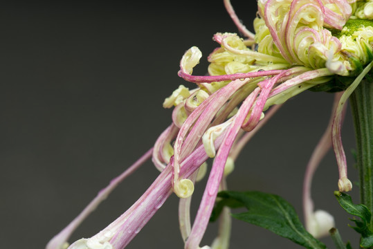 观赏菊花花须