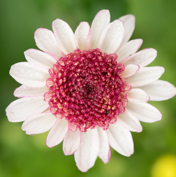 白色花瓣菊花特写