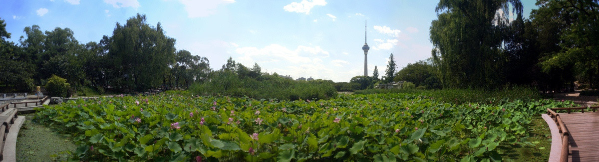 中央电视塔荷花全景