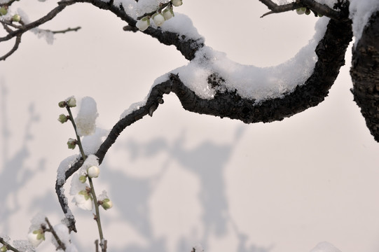 灵峰 灵峰探梅 冬季 雪梅