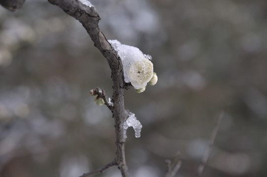 灵峰 灵峰探梅 冬季 雪梅