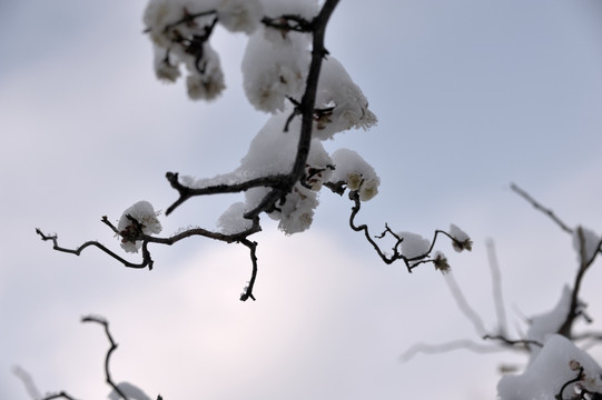 灵峰 灵峰探梅 冬季 雪梅 白