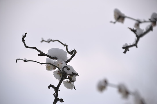 灵峰 灵峰探梅 冬季 雪梅