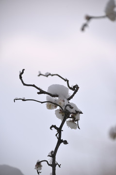 灵峰 灵峰探梅 冬季 雪梅