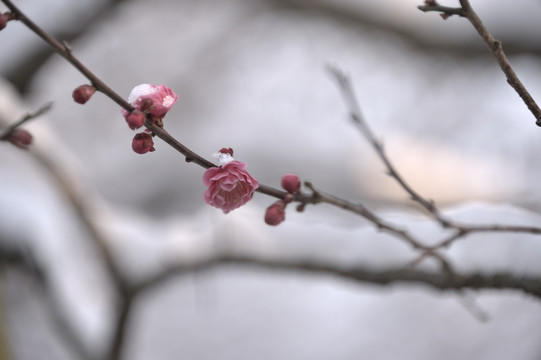 灵峰 灵峰探梅 冬季 梅花