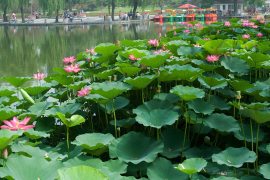 精美荷花图片