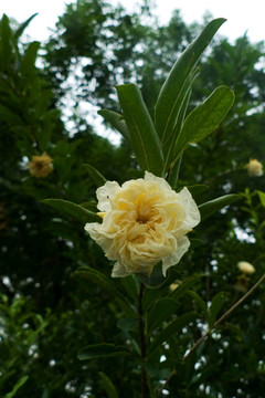 淡黄色石榴花