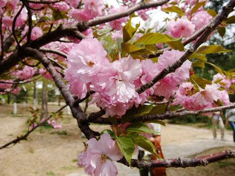 樱花