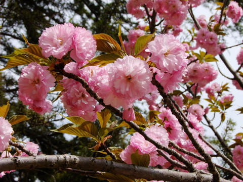 樱花