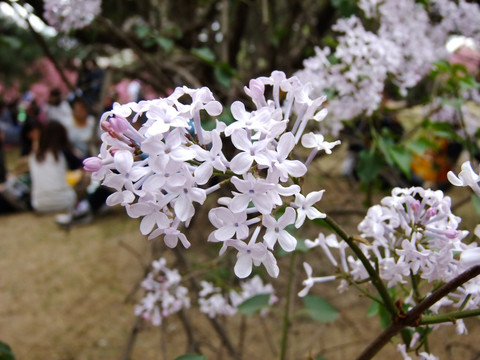 丁香花