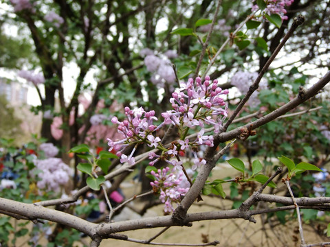 丁香花