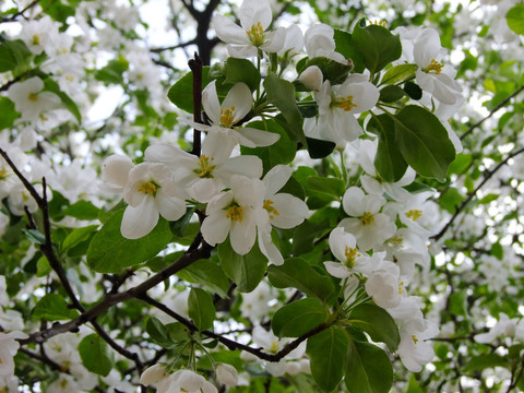樱花