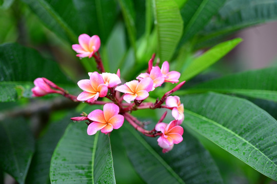 鲜花