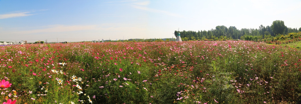 迷人的花海