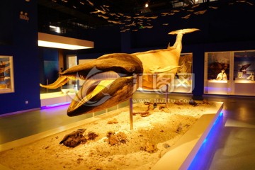 鲸 标本 动物标本