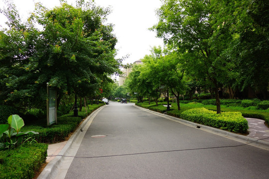道路 绿化 小区
