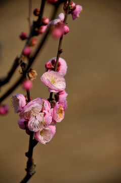 灵峰 灵峰探梅 冬季 梅花