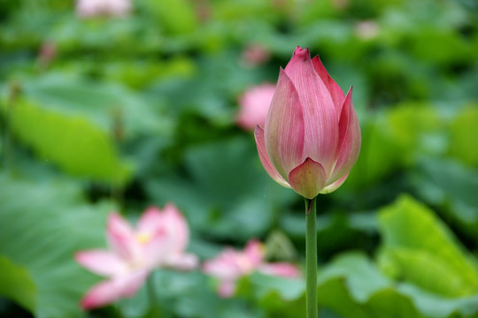 荷花