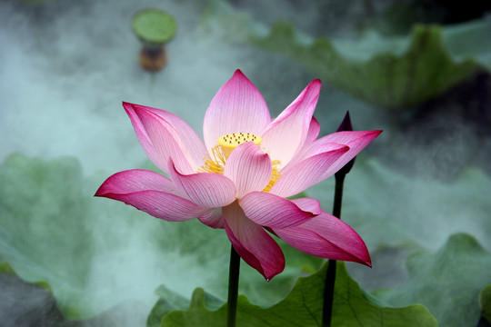 荷花