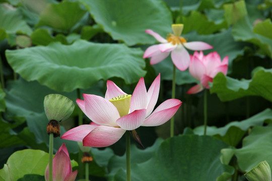 荷花