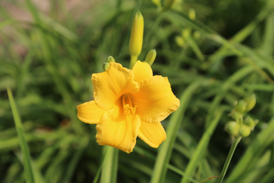 黄花
