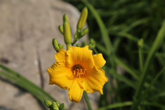 黄花