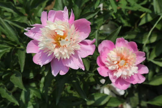 芍药