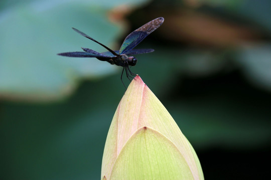 花苞上的黑蜻蜓