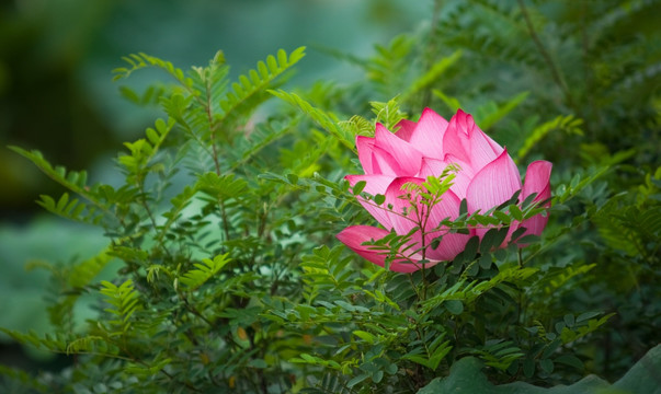 荷花