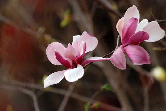 玉兰花 紫玉兰 花卉