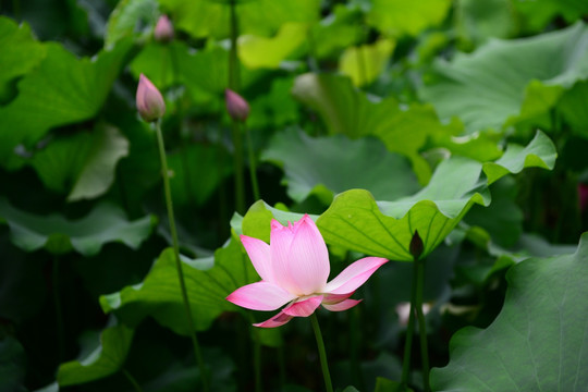 夏荷