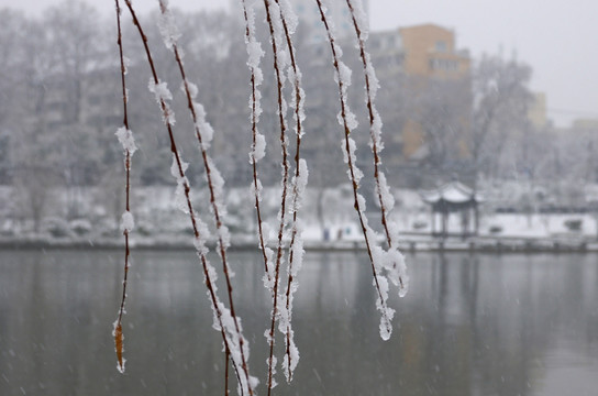 风雪中的柳枝