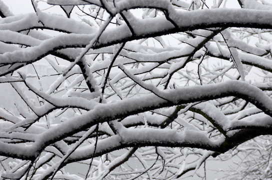 积雪树枝