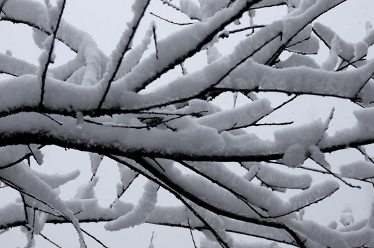 积雪树枝