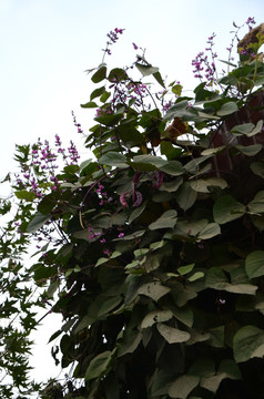 梅豆角 梅豆角花 紫色花朵