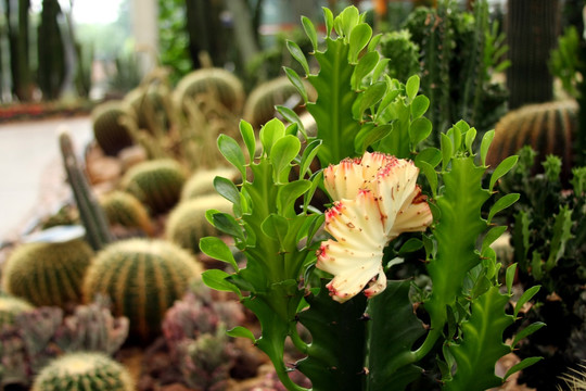 植物园