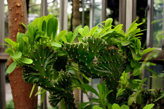 仙人掌植物园