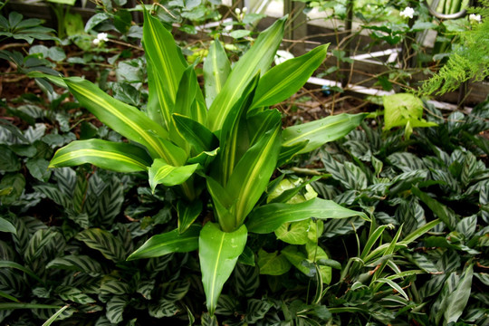 花卉植物盘景装饰
