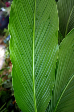 叶子花纹