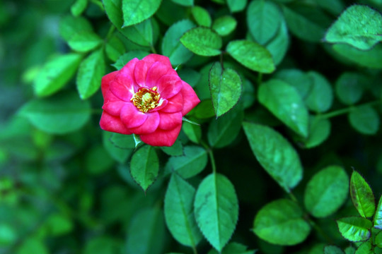 粉色花卉