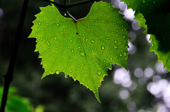 雨中绿叶