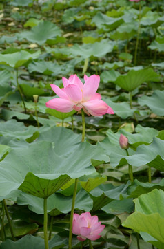 荷花图片欣赏