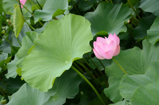 夏日荷花图片大全