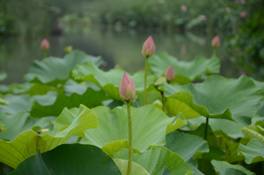 夏日荷花图片大全