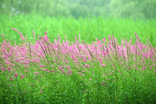 芦苇荡