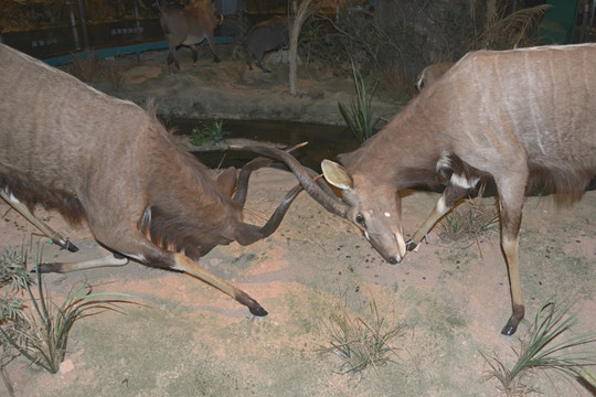 东非条纹羚